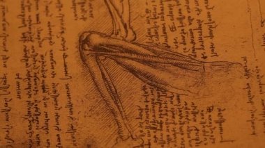 Anatomy art